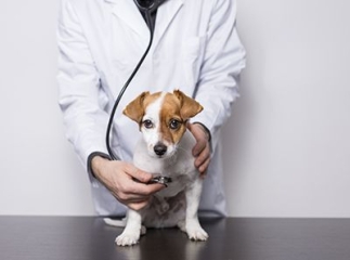 Maladies infectieuses du chien